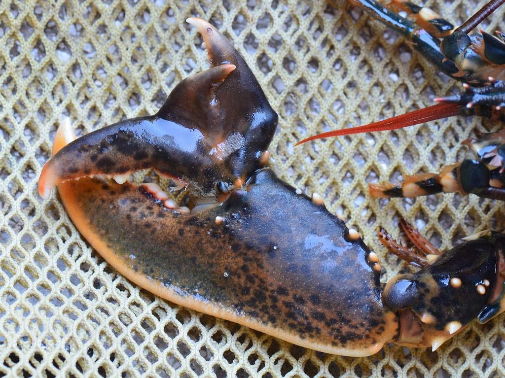 Homarus gammarus